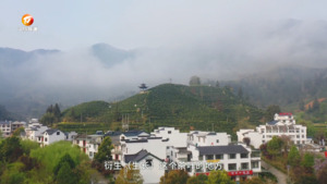 太平猴魁的故事