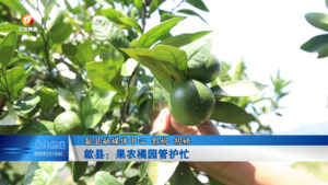 歙县：果农橘园管护忙