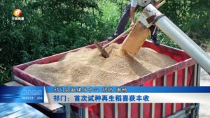 祁门：首次试种再生稻喜获丰收