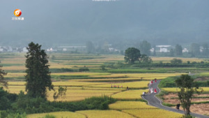 黟县：秋日稻香引客来 古民居间绘美景