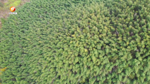 歙县：守护好山好水 提升生态环境质量