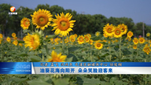 油葵花海向阳开 朵朵笑脸迎客来