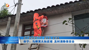 休宁：马蜂窝大如皮球 及时清除保安全