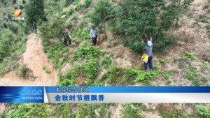 金秋时节榧飘香