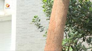小区白蚁肆虐 居民急盼处理