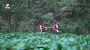 彭清清：坚守志愿服务一线  回馈乡里