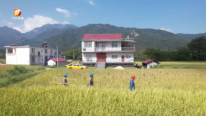 祁门：“电”助秋收 “丰”味十足
