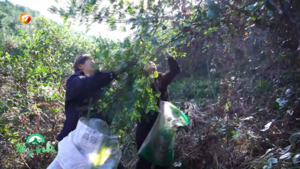 【绿美黄山】
霜降至油茶熟 硕果累累采摘忙