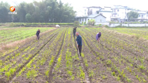 休宁：油菜秋冬播种忙