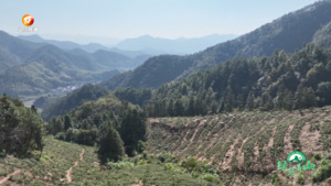 歙县：“小山变大山”  林下种养“生”金
