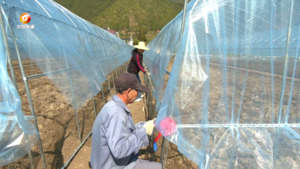 休宁：“食用菌”撑起乡村振兴“富民伞”