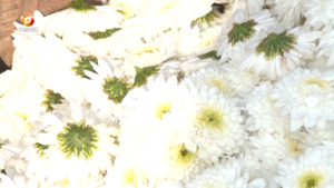 屯溪区：雪白致富花 开出幸福路