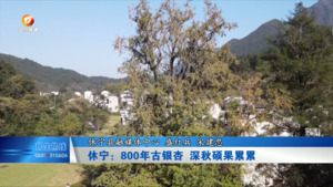 休宁：800年古银杏 深秋硕果累累