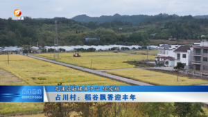 占川村：稻谷飘香迎丰年