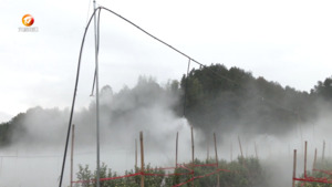 歙县：贡菊种植步入喷滴灌智能时代