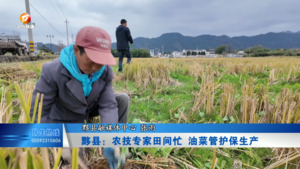 黟县：农技专家田间忙 油菜管护保生产