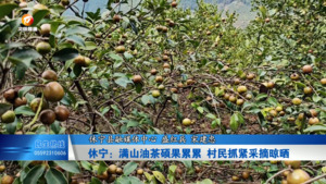 休宁：满山油茶硕果累累 村民抓紧采摘晾晒