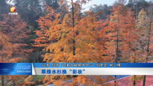 翠绿水杉换“彩妆”