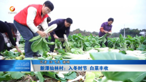 新潭仙林村：入冬时节 白菜丰收