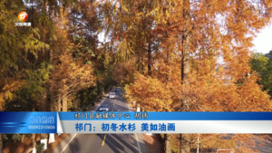 祁门：初冬水杉 美如油画