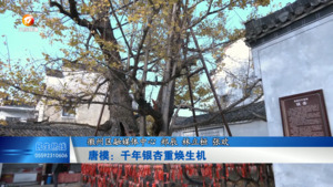 唐模：千年银杏重焕生机