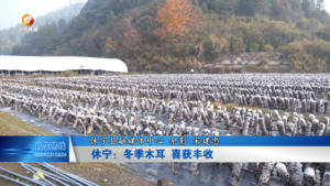 休宁：冬季木耳 喜获丰收