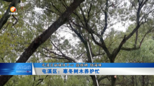 屯溪区：寒冬树木养护忙