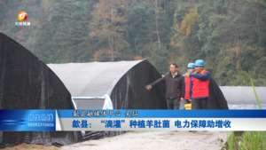 歙县：“滴灌”种植羊肚菌 电力保障助增收