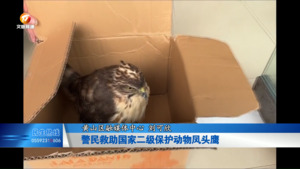 警民携手救助国家二级保护动物凤头鹰