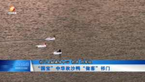 “国宝”中华秋沙鸭“做客”祁门