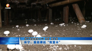 休宁：菌菇撑起“致富伞”