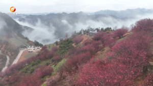 石潭：红梅花开喜报春