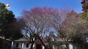 梅花映春日 美景乐游人