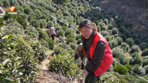 徽州区：春茶管护忙 蓄势待茶香