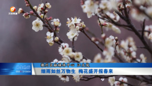 细雨如丝万物生 梅花盛开报春来