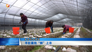 羊肚菌抢“鲜”上市