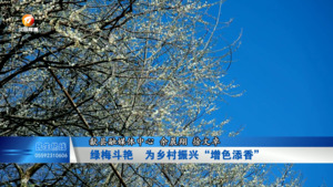 绿梅斗艳  为乡村振兴“增色添香”