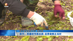 休宁：早春时节雨水润 采荠尝鲜正当时