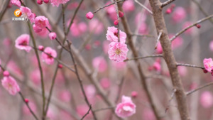 梅川村：梅花绽放 乡村如画