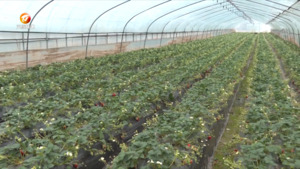 新江村：特色种植“点绿成金”  绘就田园共富新图景