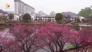 春来花满枝 春色醉游人