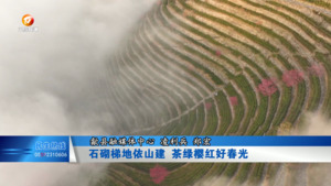石砌梯地依山建  茶绿樱红好春光