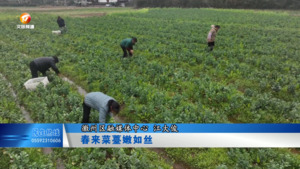 春来菜薹嫩如丝