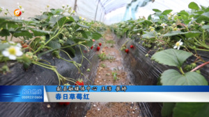 春日草莓红