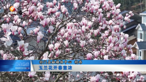 玉兰花开春意浓