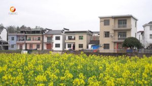 油菜花开 春日盛景引客来