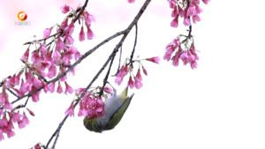 邂逅好春光 踏青赏花游