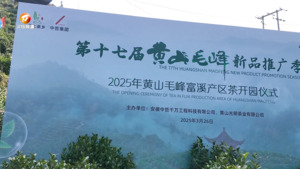 黄山毛峰开园采摘