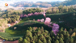 阳春三月花争艳