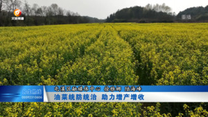油菜统防统治  助力增产增收